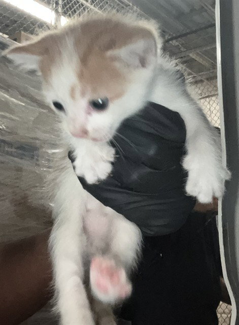Margret, Domestic Medium Hair (medium coat)