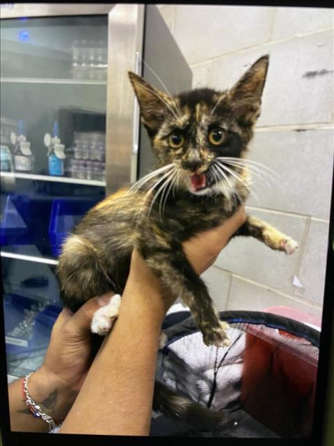 Mia, Domestic Short Hair (medium coat)