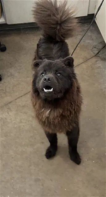 Gracie - Chow Chow