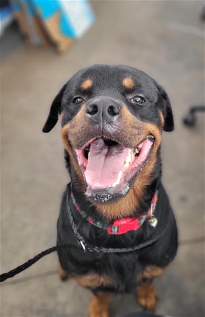 Xaiko, Rottweiler (medium coat)