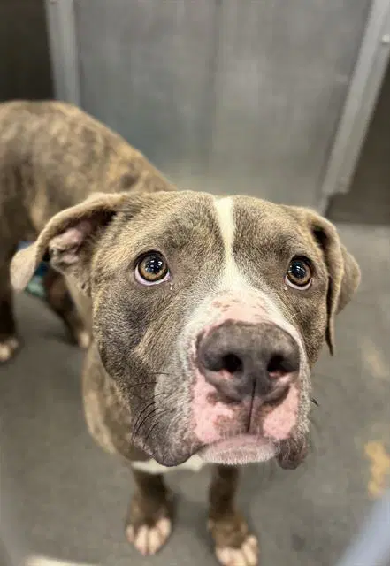 Tyson - Pit Bull Terrier