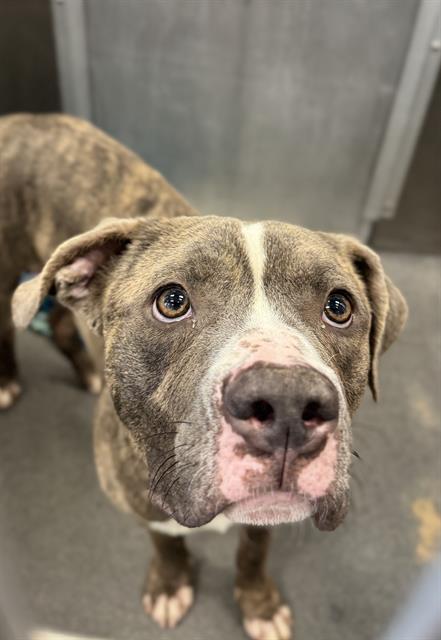 Tyson, Pit Bull Terrier / Mixed (medium coat)