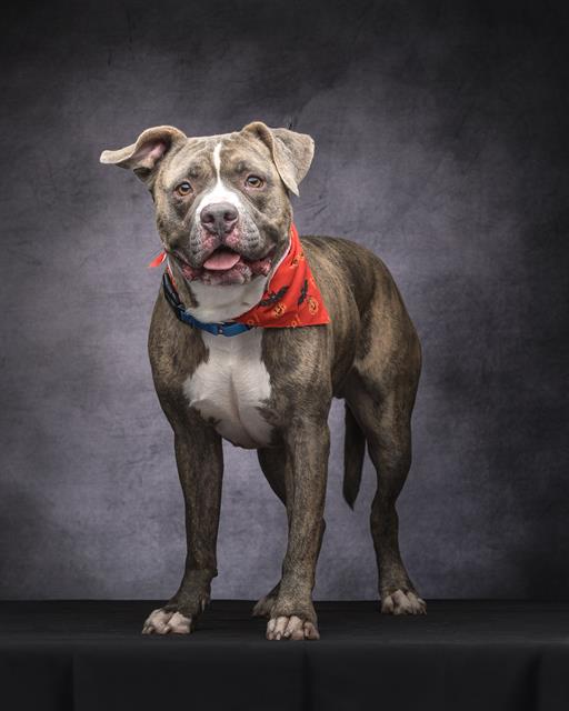 TYSON