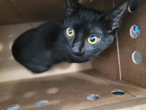 Pepper, Domestic Short Hair (medium coat)