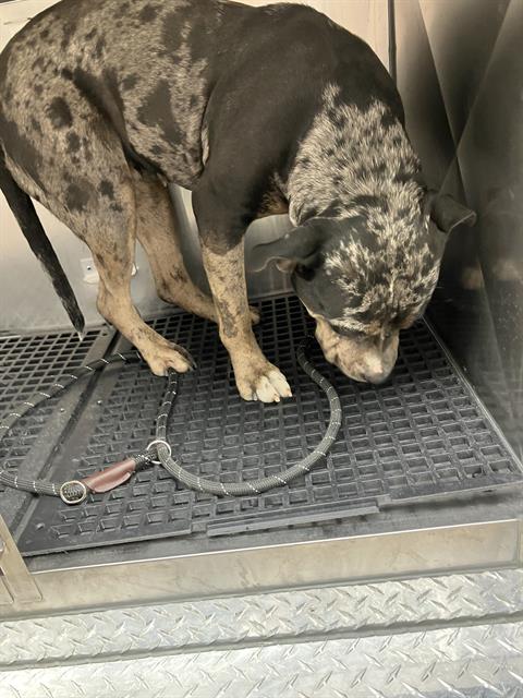 Dottie, Pit Bull Terrier (medium coat)
