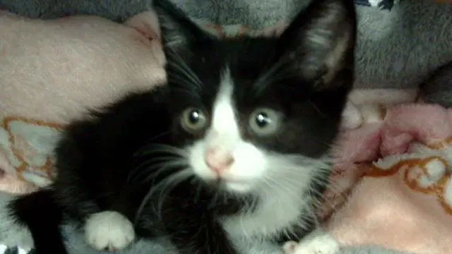 Nita image 1