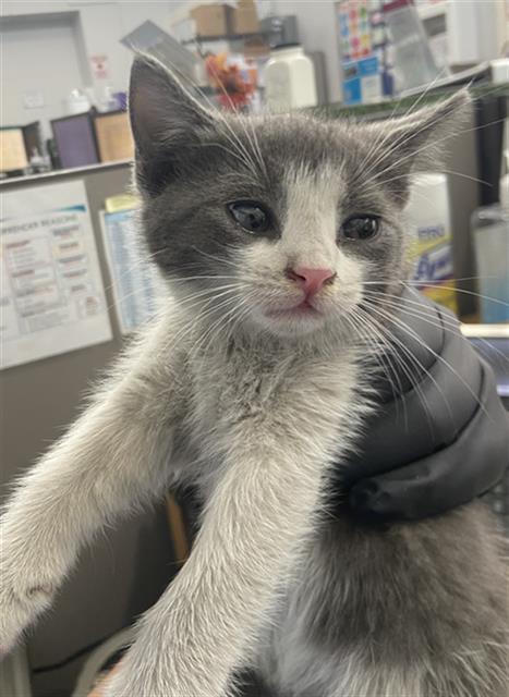 Smokey, Domestic Short Hair (medium coat)