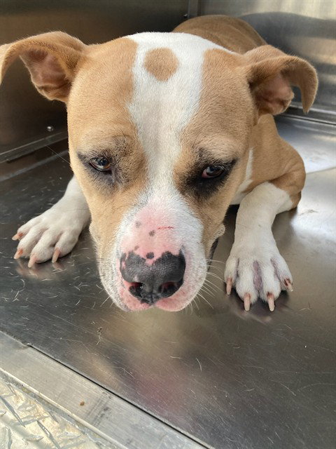 Iris, Pit Bull Terrier (medium coat)