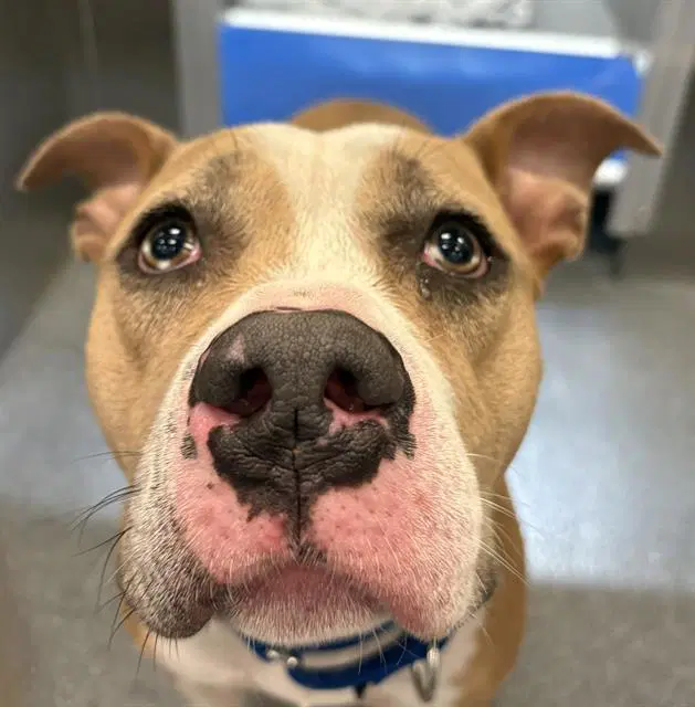 Iris - Pit Bull Terrier