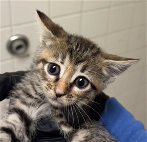 Bastet, Domestic Short Hair (medium coat)