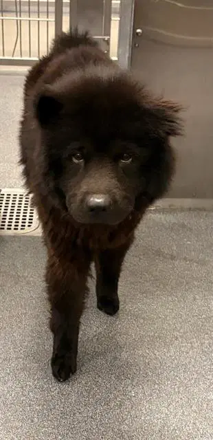 Knight - Chow Chow