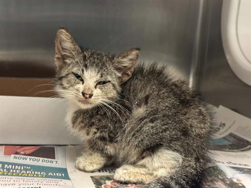 Carter, Domestic Medium Hair (medium coat)