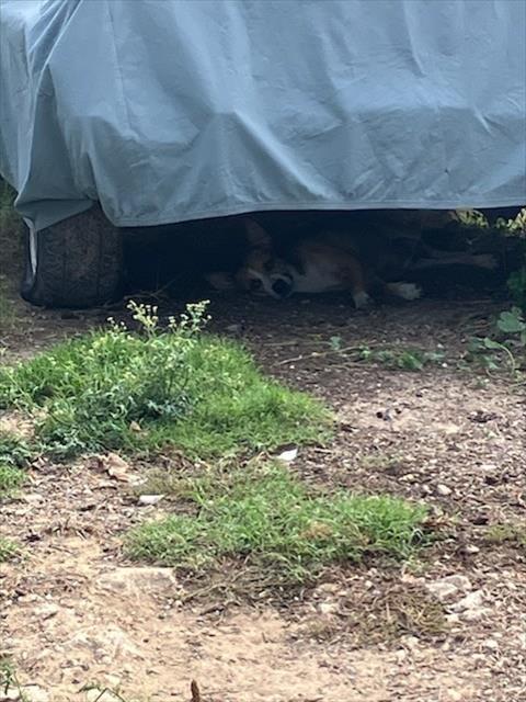 Peaches, Basenji / Mixed (medium coat)