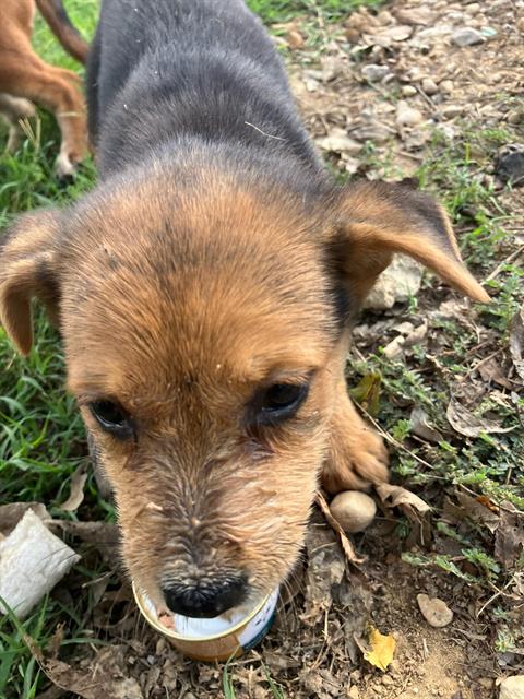 Berry, Basenji / Mixed (medium coat)