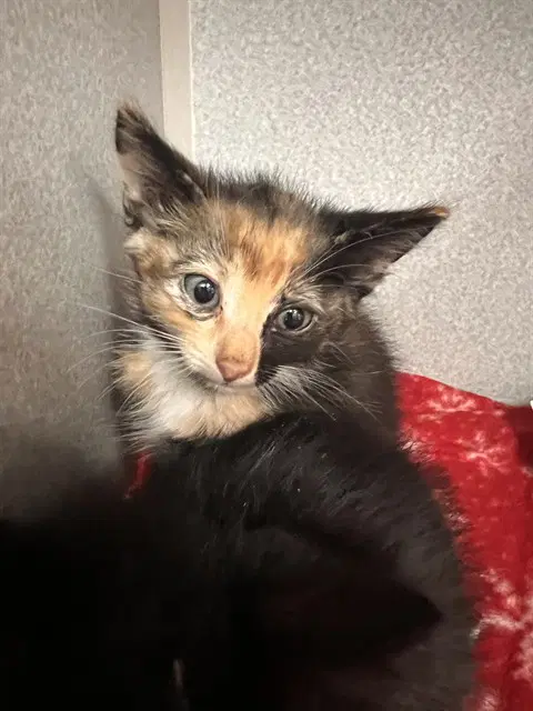 Fally - Domestic Short Hair