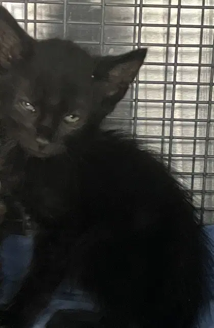 Fallon - Domestic Short Hair