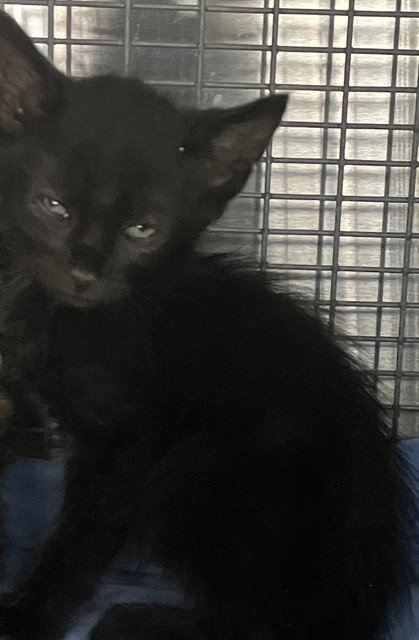 Fallon, Domestic Short Hair / Mixed (medium coat)