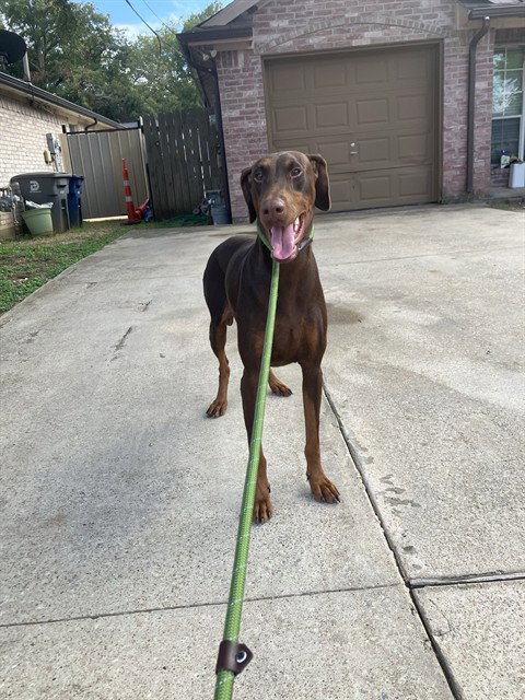 Gigi, Doberman Pinscher / Mixed (medium coat)