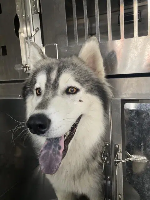 Bentley - Siberian Husky