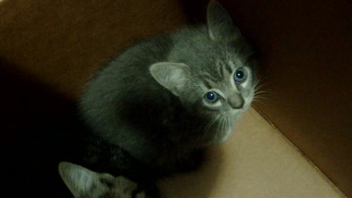 Mandy, Domestic Short Hair (medium coat)