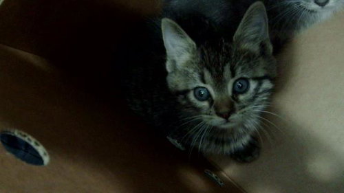 Luna, Domestic Short Hair (medium coat)