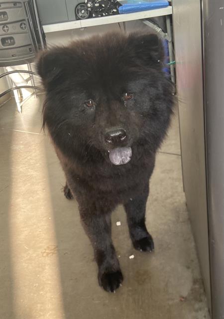 Jazzy, Chow Chow / Mixed (medium coat)