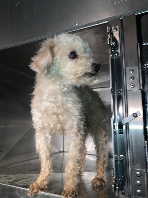 Legend, Poodle (Miniature) (medium coat)