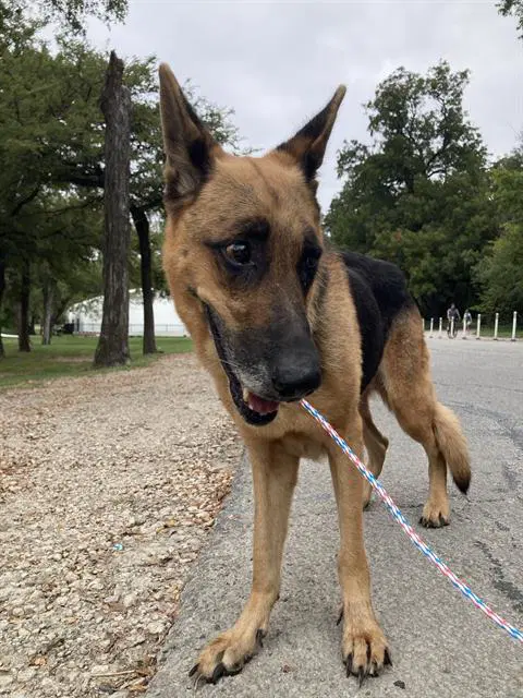 Laken - German Shepherd Dog
