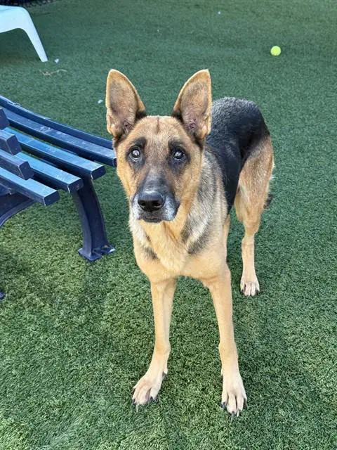 Laken - German Shepherd Dog