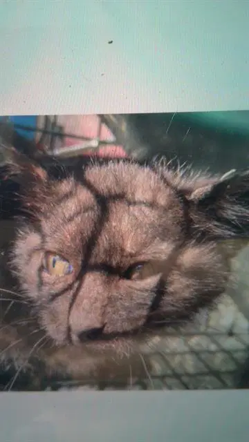 Hanna Montana - Domestic Short Hair