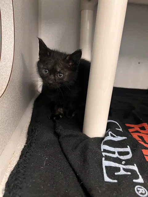 Hanna Montana - Domestic Short Hair