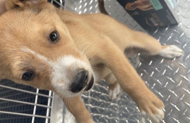 Nala