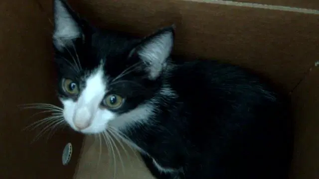 Felix - Domestic Short Hair