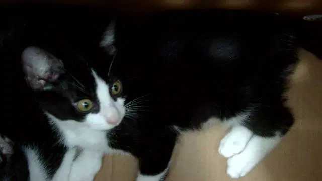 Gavin - Domestic Short Hair