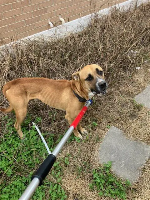 Kiko - Black Mouth Cur