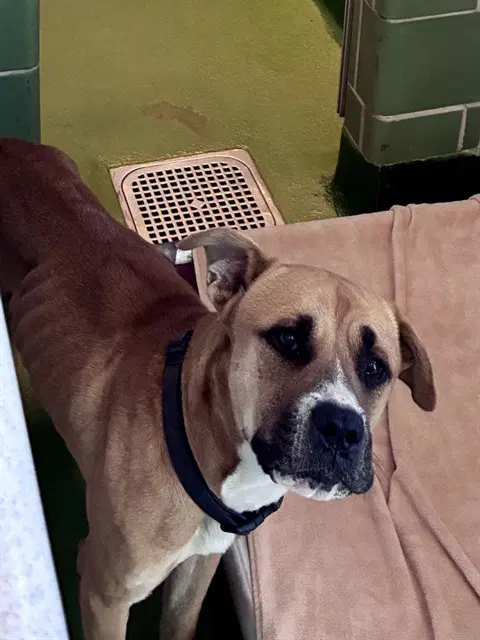 Kiko - Black Mouth Cur