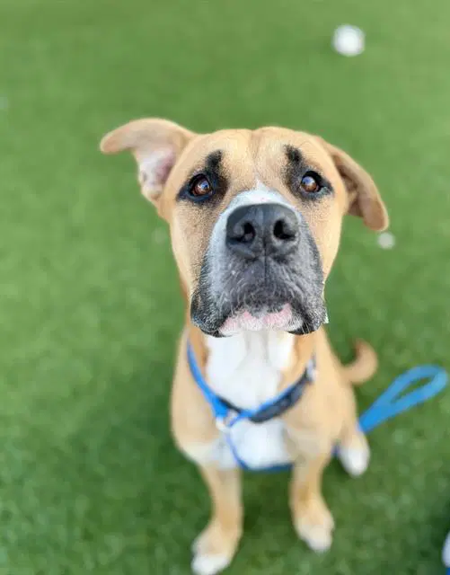 Kiko - Black Mouth Cur
