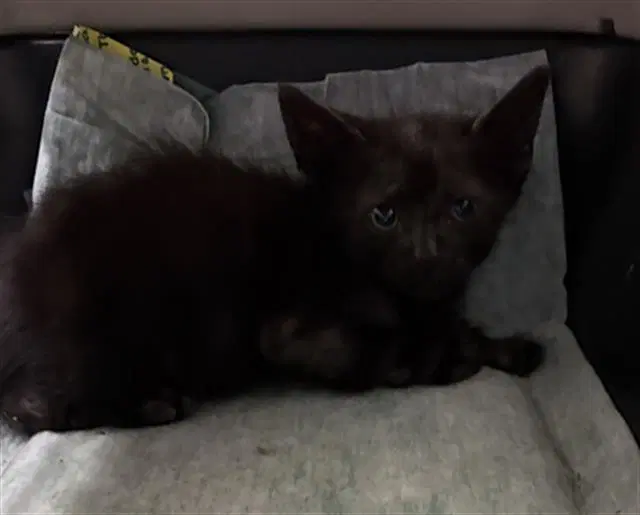 Castro - Domestic Short Hair