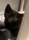 CASTRO — Dallas, TX Adoption