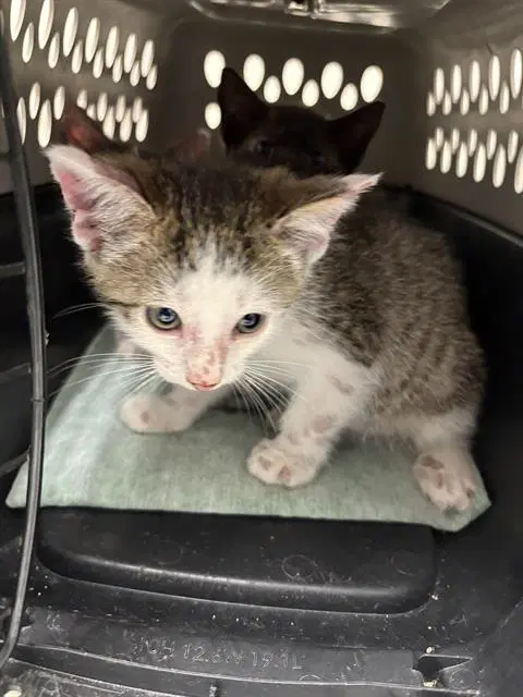Sage - Domestic Short Hair