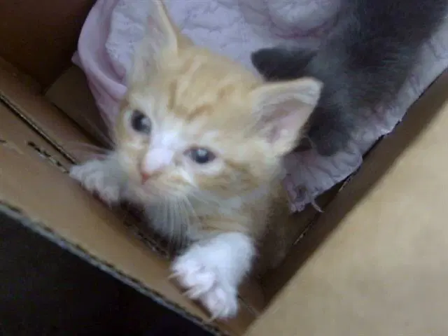Phoenix - Domestic Short Hair