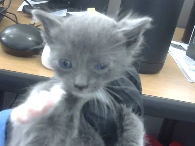 Smokey - Domestic Short Hair