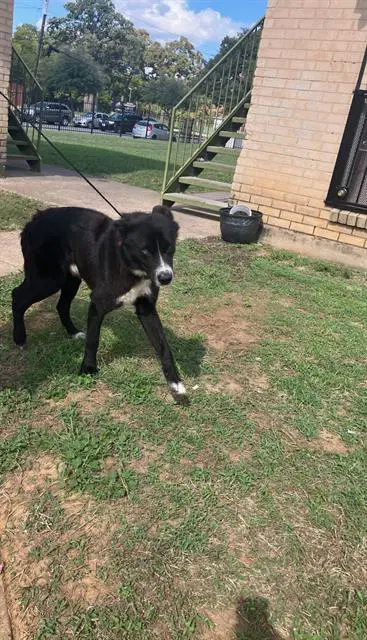 Keeper - Border Collie