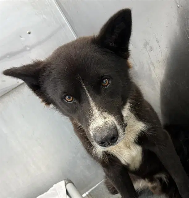 Keeper - Border Collie