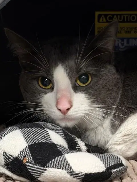 Fifi - Domestic Short Hair