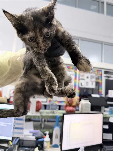Lulu - Domestic Short Hair