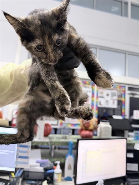 Lulu