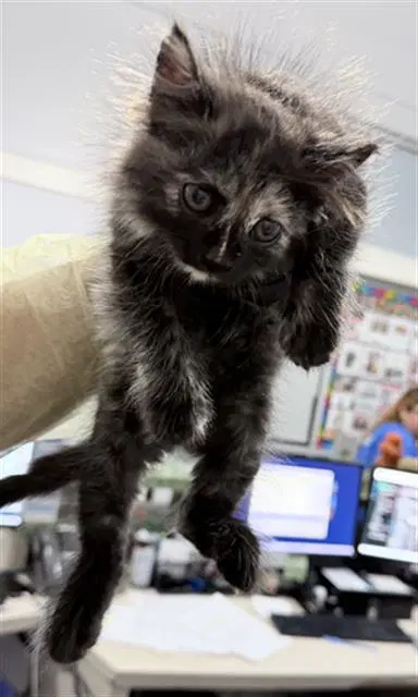 Precious - Domestic Short Hair