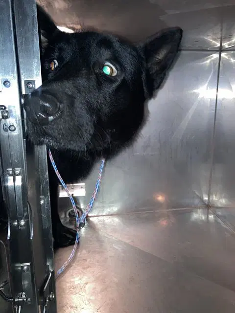 Oso - German Shepherd Dog