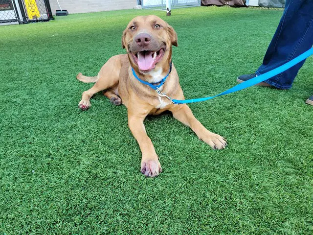 Dolly - Rhodesian Ridgeback